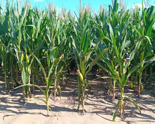 137 Ha Agrícolas Zona Cañada de Luque