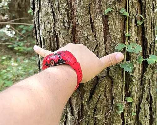 Campo Ganadero Forestal. 215 Ha con 120 Ha de Pino 15 Años