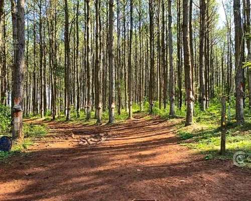 Se Vende Campo 740 Ha Ganadero-forestal en San Vicente, Misi