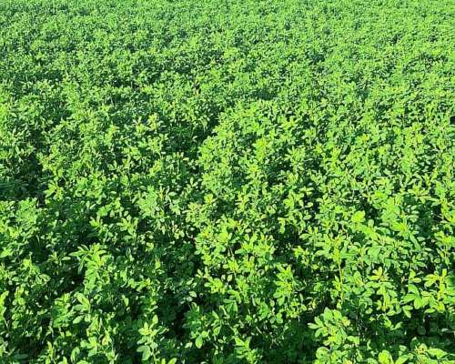 Disponible para Capitalizacion/pastaje (ambrosetti-sta FE)