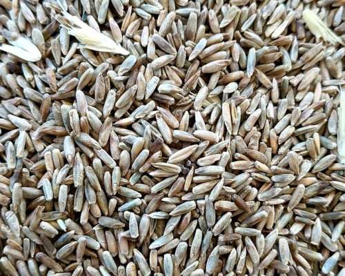 Semilla de Centeno Orgánico