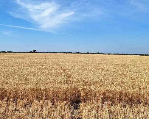 650 Has Cuatro Bocas