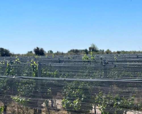 Campo de 25 Ha en Venta – 23 Ha Plantadas - Financia Dueño D