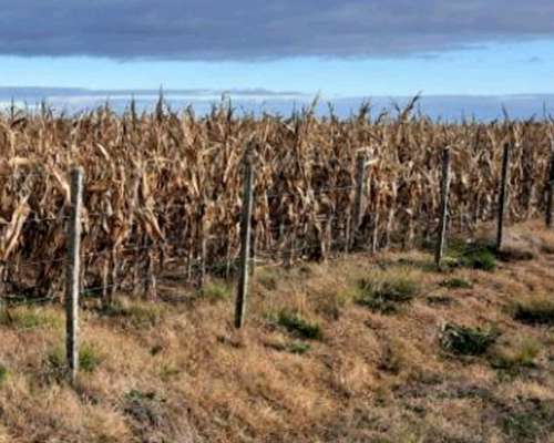 500 Hectáreas en Alta Italia - la Pampa