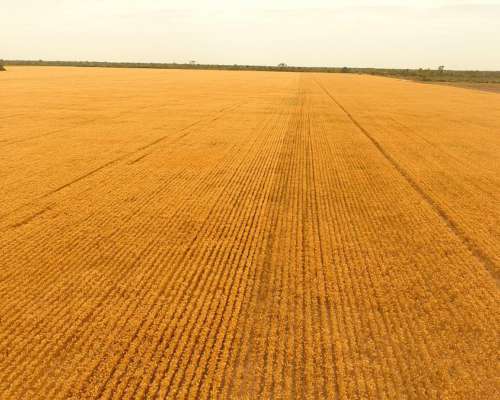 Charata Chaco Campo Agrícola