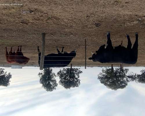 Toro Angus Colorado Vendo o Permuto