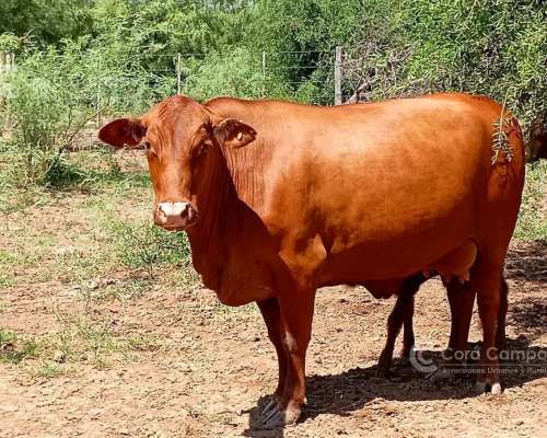 Campo en 4000 HA. Ganadero, Armado, con Todas las Intalacion