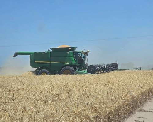 Ofrezco Servicio de Cosecha Fina en SUR de Buenos Aires