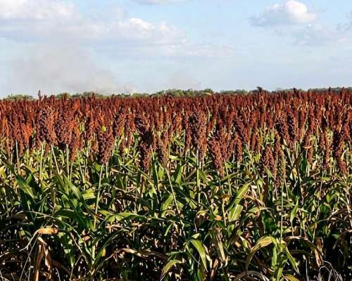 Campo 532 Ha en Santa FE. Agrícola
