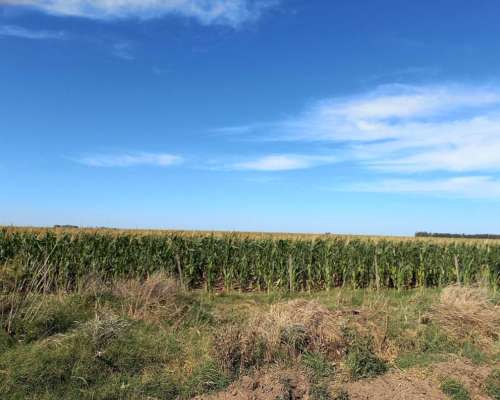 Coronel Dorrego, Buenos Aires - 1.748 Ha