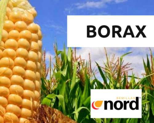 Semilla de Maiz Borax - Alianza Semillas