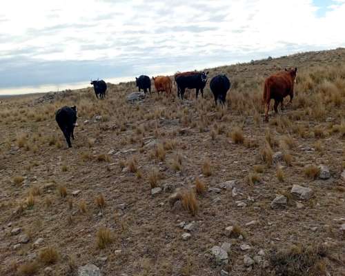 Vendo Campo en la Carolina,san Luis