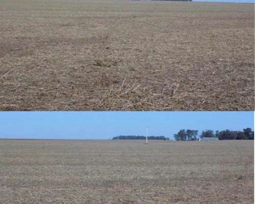 Vendo 67 Hectáreas Agrícolas en Adelia María Córdoba