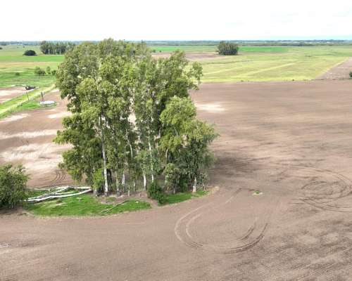 140 Has. Campo Mixto con Mejoras y Arboleda en Mercedes