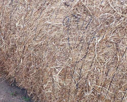 Rollos de Alfalfa muy Buenos