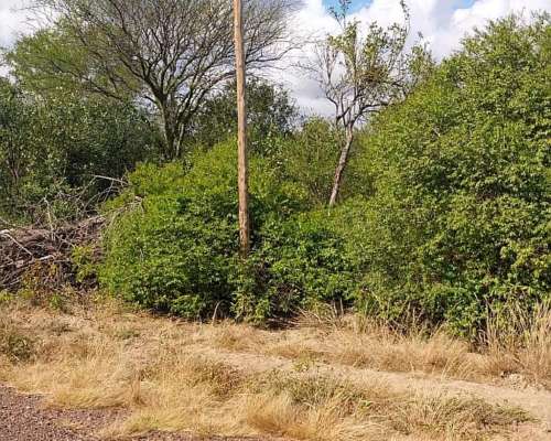 Vendo Campo de 500 Hs en Santiago del Estero
