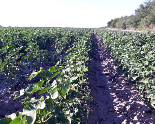 1200 Has. con Riego al SUR de Santiago.