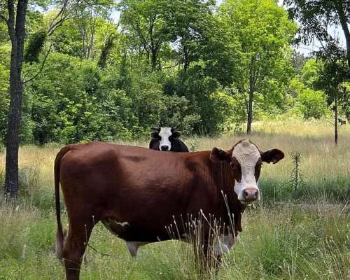 Se Vende Campo de 860 Ha Santo Tomé Corrientes.