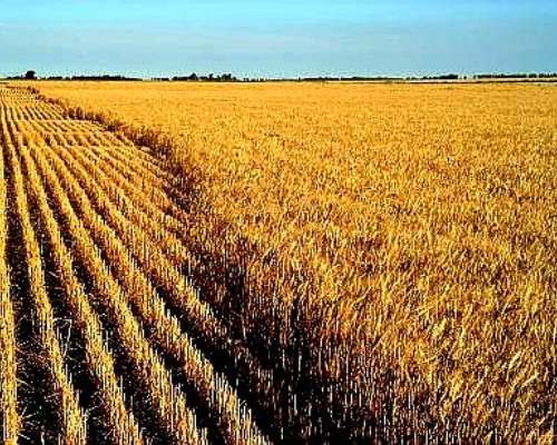 Campo Agrícola, Sobre Acuífero Dulce, Puan Prov BS AS