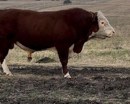 Toros P. Hereford . Excelente Estado