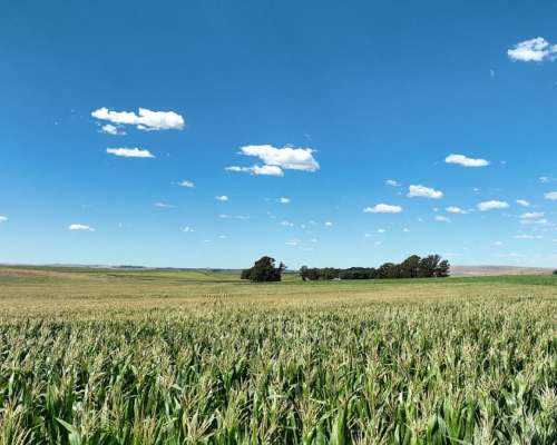 851 Has. Campo Agrícola en Tandil