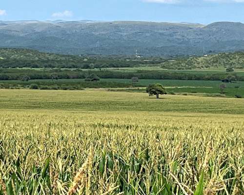 Campo en Camino de Jesus Maria y Ascochinga.