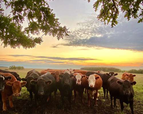 Campo Venta en Uruguay. Paysandú