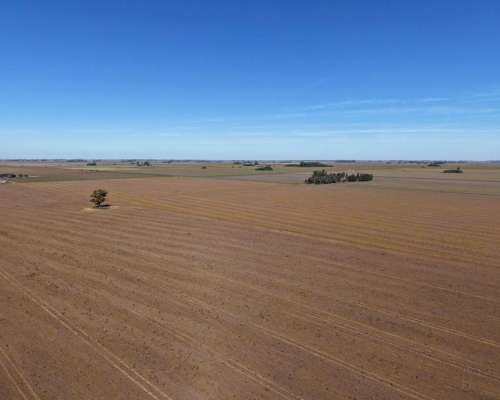 30 HA. Suelo Clase 1 - IP 90%. Departamento Constitucion.