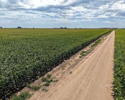 Vendo 550 Has Villa Totoral