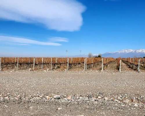 Se Vende Finca en Valle de UCO Mendoza. 300 Ha de Viñedo en