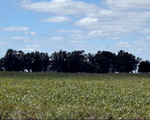 Campo Agrícola 134 Ha Carlos Tejedor Inmobiliaria Giacomino