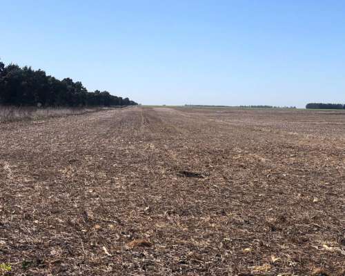 118 Has. Tres Arroyos - Agricola