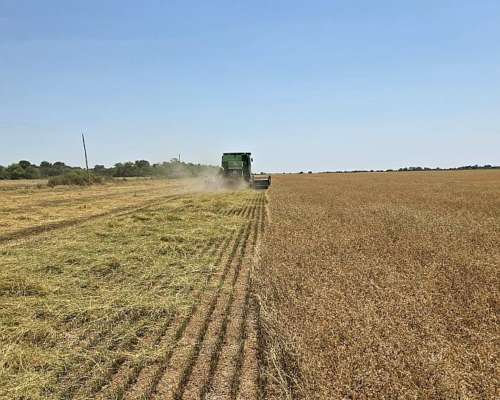 Semilla de Alfalfa Salavina Grupo 9