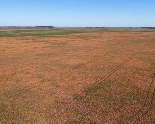 Ibañez, Gral Belgrano (BS As)- 70 Ha Agrícolas para Alquilar
