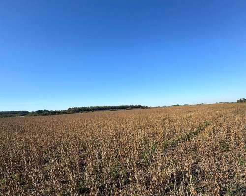 49 Hectáreas Agrícolas en Ramallo