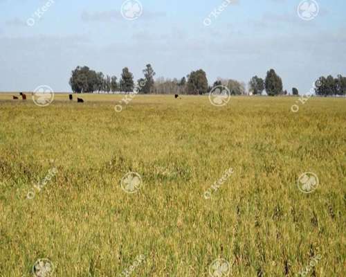 720 Has Campo en Venta en General Guido. Estancia Formada