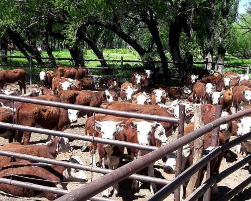 23000 Ha Gran Estancia Neuquina Collon Cura