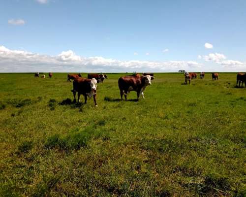 2700 Hectáreas Ganaderas en Ceibas en Gualeguaychú.