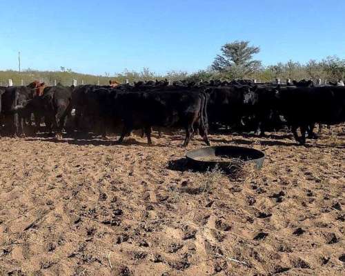 14500 Ha Ganaderas, la Paz, Mendoza