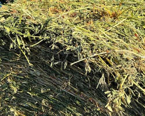 Rollos de Alfalfa de 400 Kilos 1.55m de Diámetro