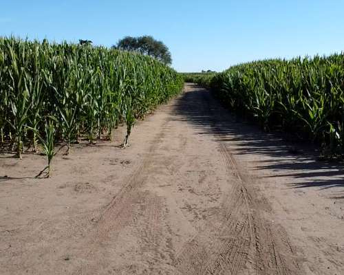 400 Has Agricolas en Quimili