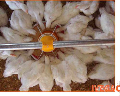 Comedero Automático Ivega para Galpones de Pollos