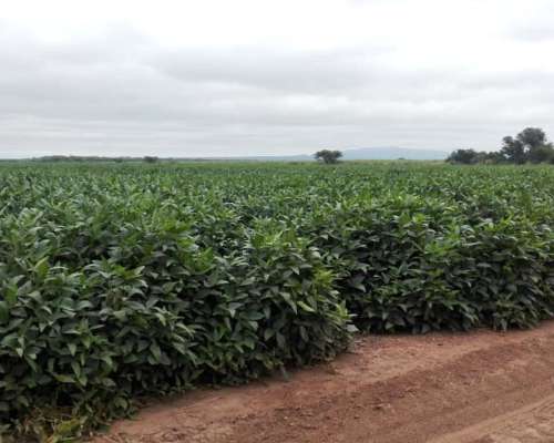 Excelentes 500 Has. Agrícolas en Rapelli, Santiago.