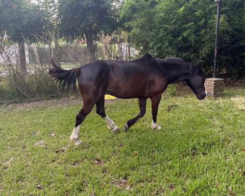 Caballo Criollo Puro con Pedigree