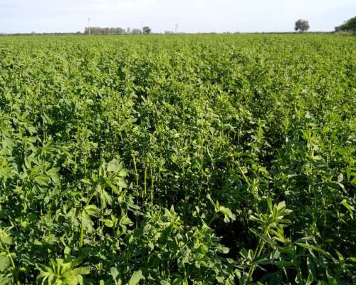 Semillas de Alfalfa Produsem