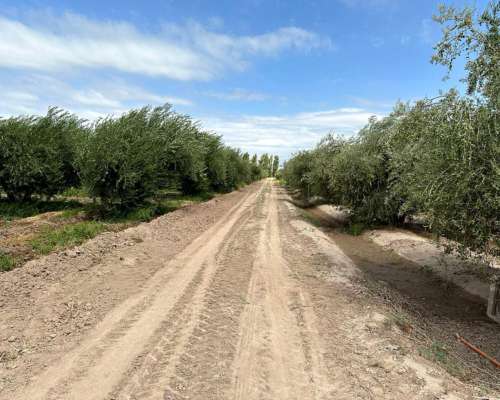 Finca en Venta 18.5has de Olivos, 3 de Mayo, Lavalle