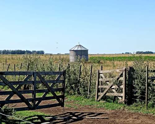 Venta Campo Ganadero Rauch 617 Ha con 150 Ha Agrícolas