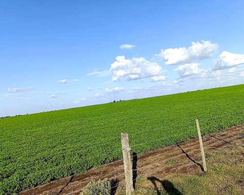 Vendo 50 Has en Centeno