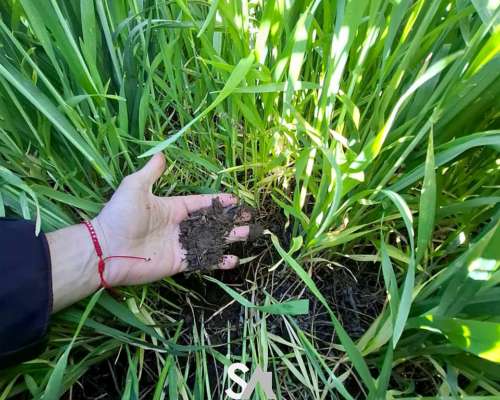 Vende: Campo Agrícola de 430 Hectáreas. Trenque Lauquen