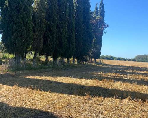 203 Ha Agricolas Suelos Clase 1